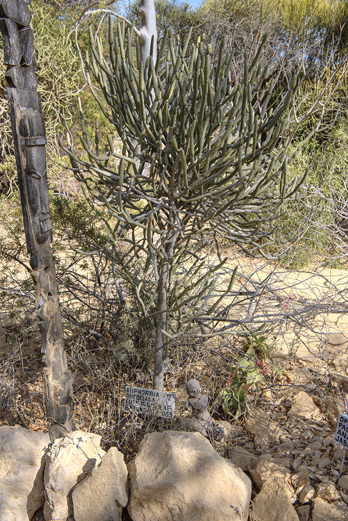 Euphorbia Oncoclada plant